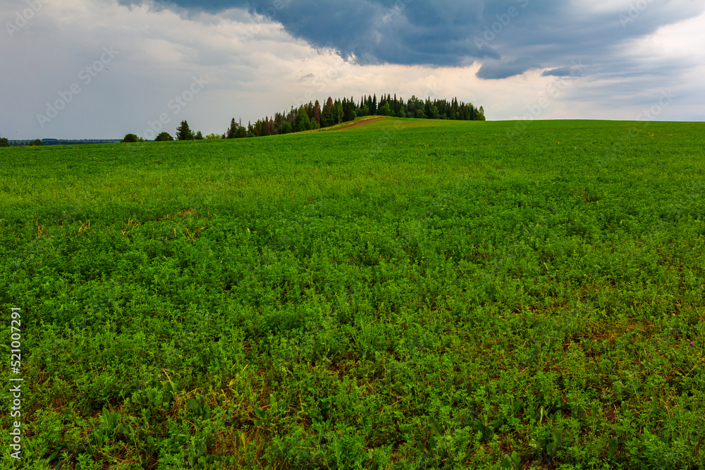 Countryside landscape with green field and forest before thunderstorm