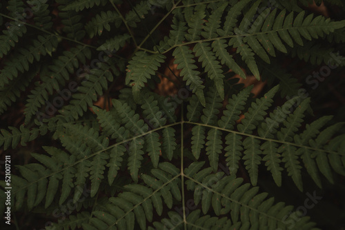 fern leaves © Aleksandr