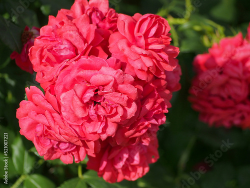 Open rosebud, close-up on a blurred background.