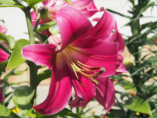 Purple lily is a beautiful flower close-up, macro photography. Tropical nature, close-up on a blurry background.
