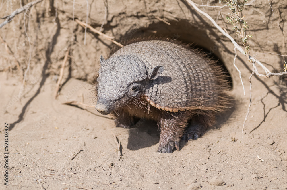 Obraz premium Hairy Armadillo, in desert environment, Peninsula Valdes, Patagonia, Argentina