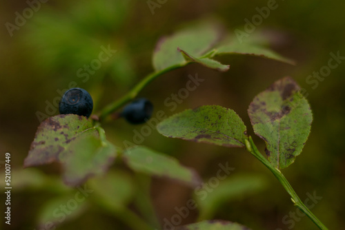 blueberries on a bush