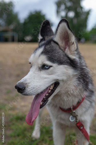Husky dog on the field in a red collar photo