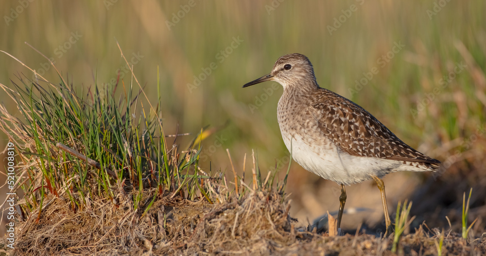 Wood Sandpiper - Tringa glareola - in spring on the migration way Wood Sandpiper - Tringa glareola - in spring on the migration way