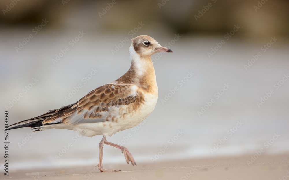 Black-headed Gull - Chroicocephalus ridibundus - juvenile bird on a sea cost 