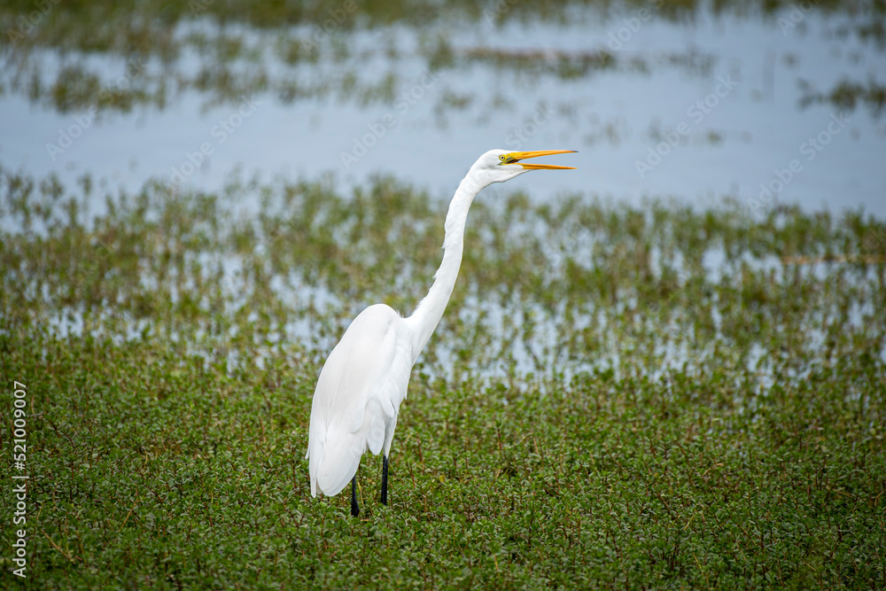 Fototapeta premium Garza Grande en el Santuario Nacional Lagunas de Mejia
