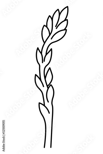 Asparagus. Sketch. A vegetable with a long dense stem and needle-shaped leaves. Vector illustration. Outline on isolated background. Doodle style. Juicy escape. Vegan food. Seasonal organic product. 