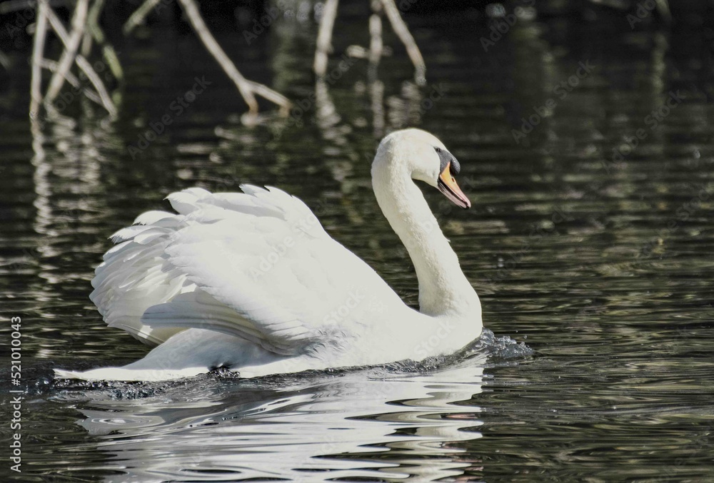 Naklejka premium Swan 2