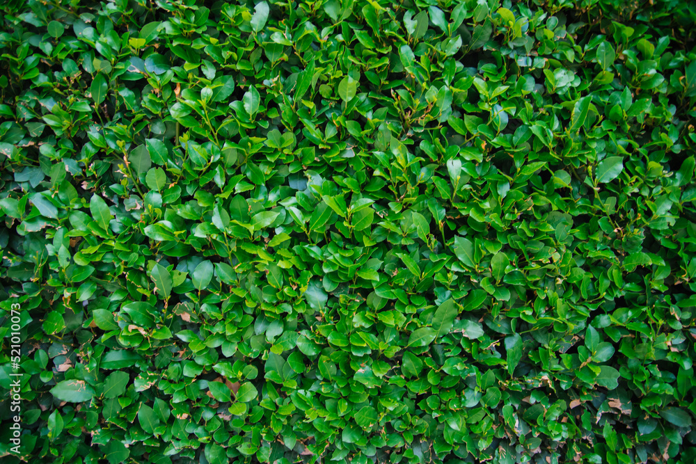 Fresh green leaf background. The natural beauty of plants. The texture of the leaves. Fresh green leaf background. The natural beauty of plants. The texture of the leaves.