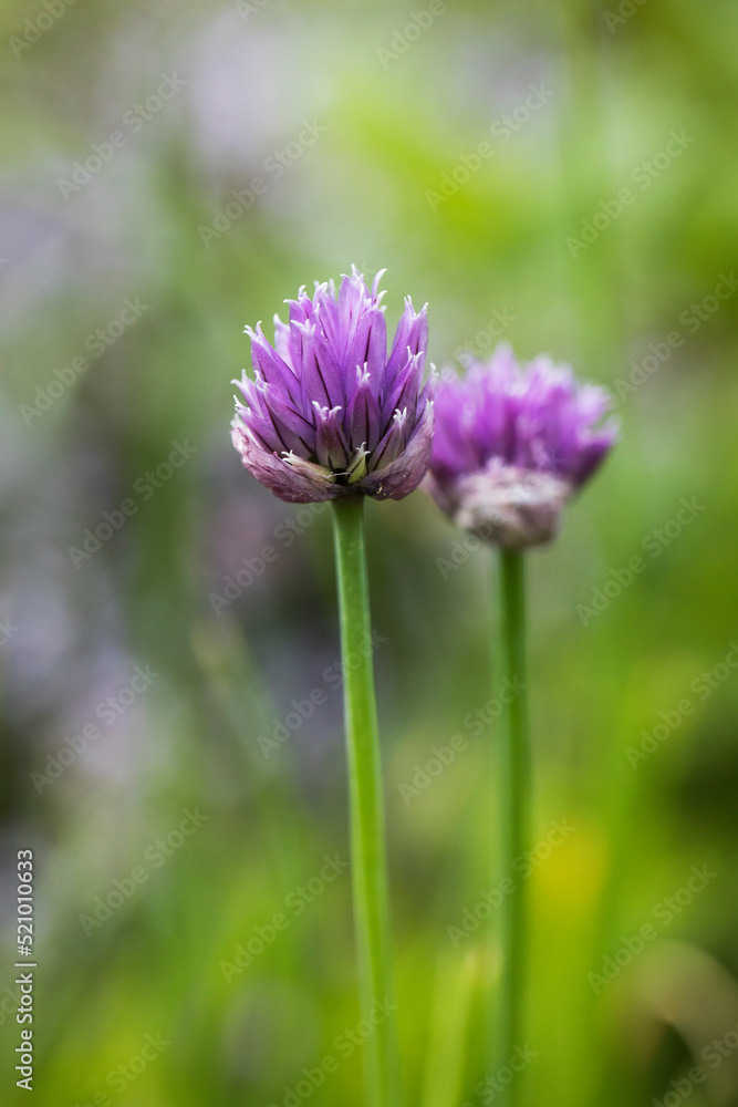 Trifolium. Clover flower on blurred background Trifolium. Clover flower on blurred background