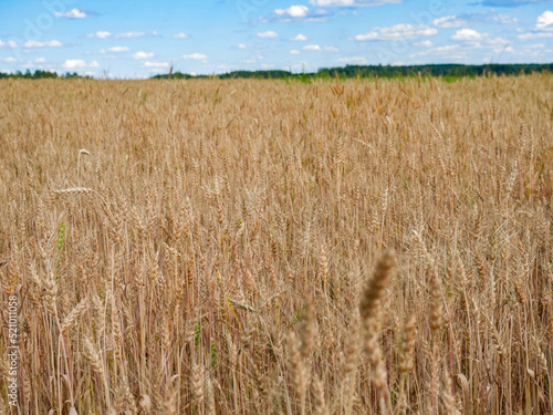 Golden ripe ears of wheat in field during summer  warm day