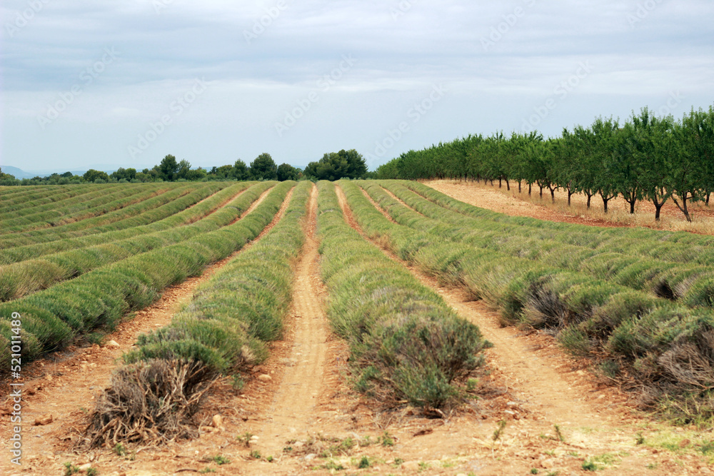 Provence, Frankreich, lavendelfelder, Lavendel, Urlaub, Südfrankreich, Biofeld, Landwirtschaft Provence, Frankreich, lavendelfelder, Lavendel, Urlaub, Südfrankreich, Biofeld, Landwirtschaft