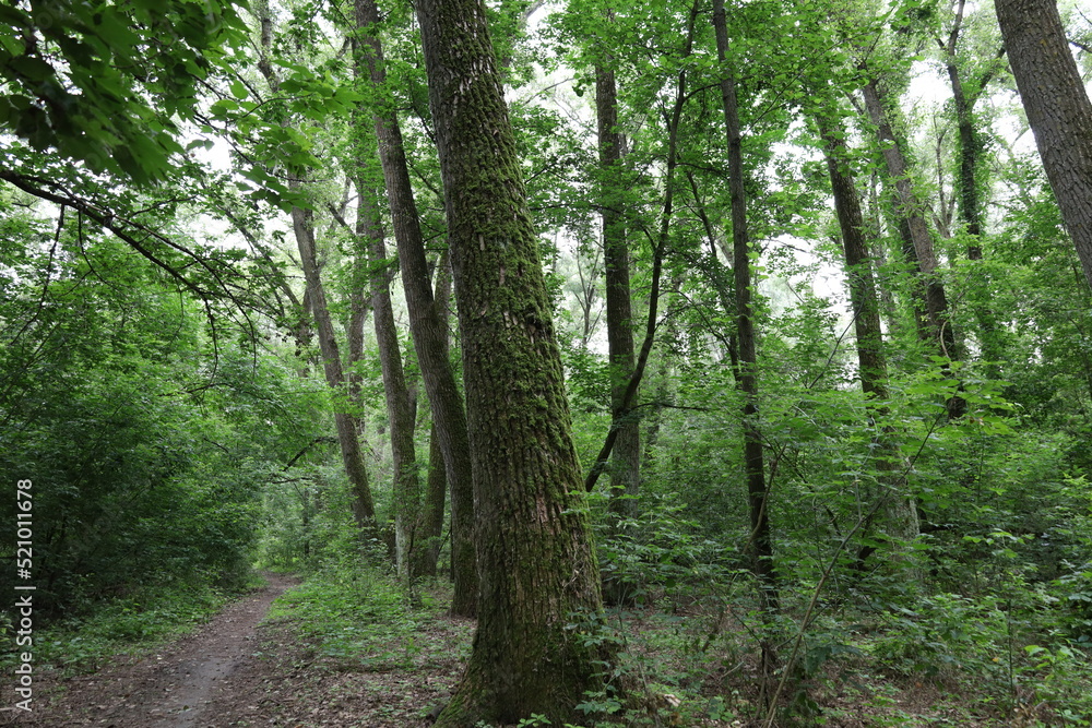 path in the forest path in the forest