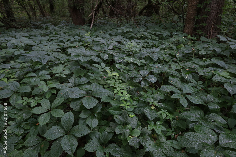 Obraz premium Summer rainy forest atmosphere 