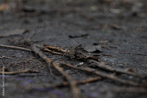 Little toad in the forest