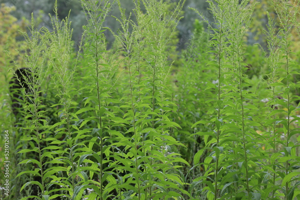Summer grass in the meadow Summer grass in the meadow