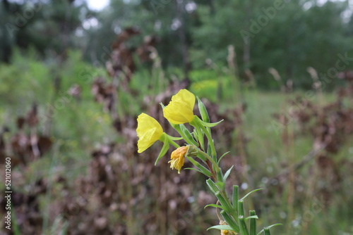 common evening-primrose flower in the summer meadow  © human_antithesis