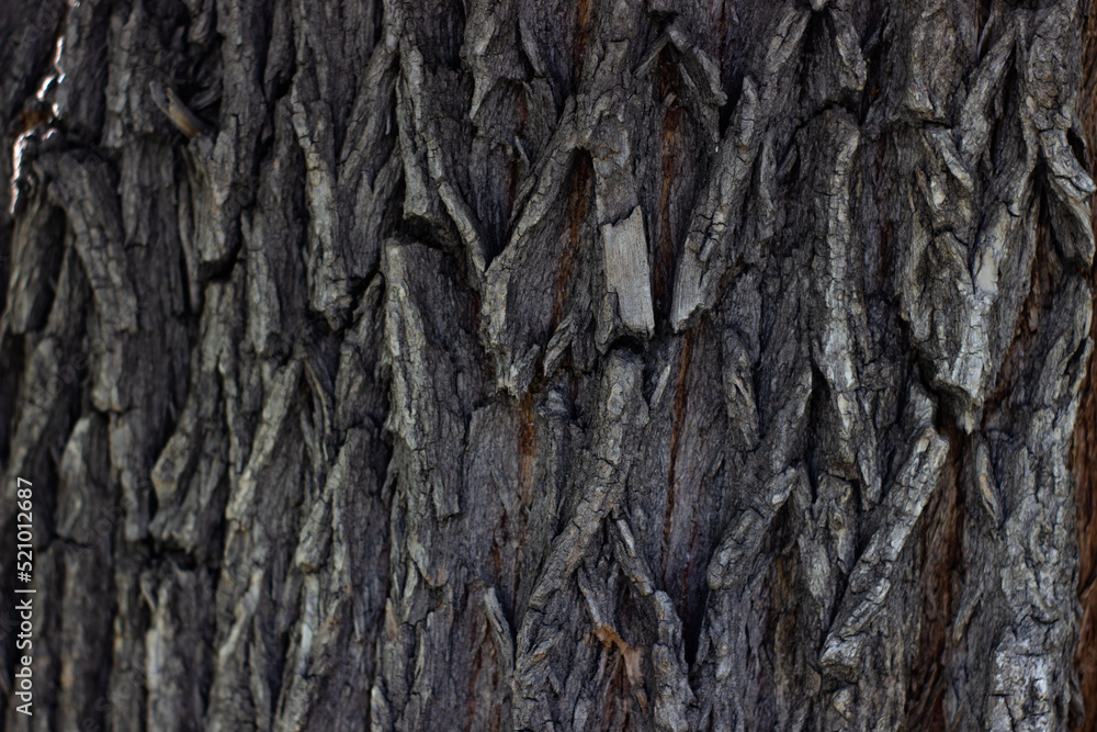 Maple tree bark texture closeup Maple tree bark texture closeup