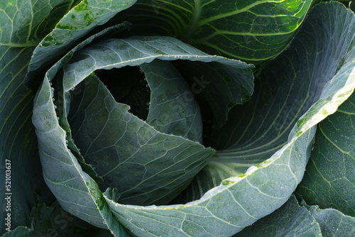 Fotobehang Fresh young cabbage close-up
