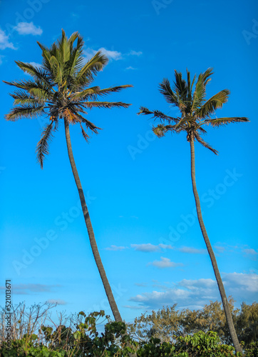 Palm trees gently blowing in the wind on a perfect blue sky day at the beach.