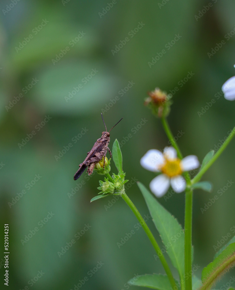 grasshopper on green plant grasshopper on green plant