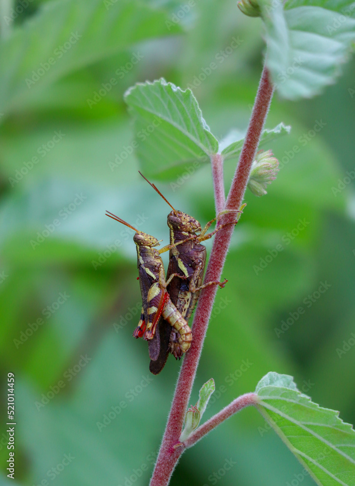 a pair of grasshopper making love on tree branch a pair of grasshopper making love on tree branch