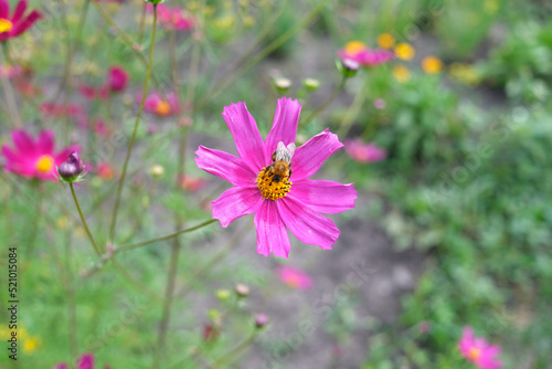 A beautiful pink flower with a bumblebee collecting pollen on a background of green foliage