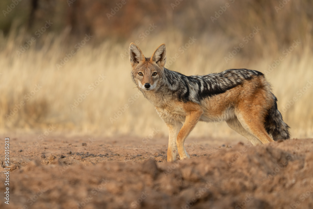 A jackal searching for prey in the grasslands of the Kalahari Desert in Namibia.