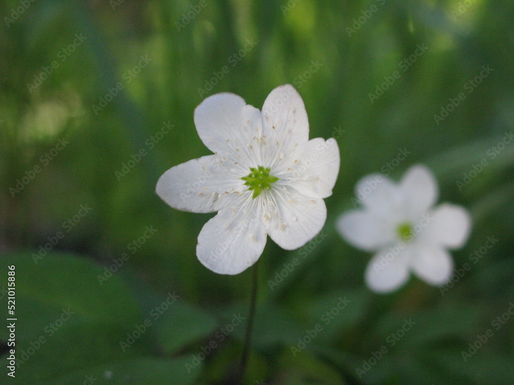 forget me not flowers forget me not flowers