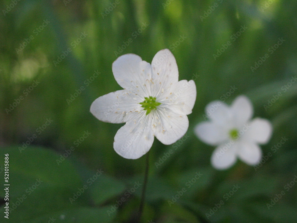 forget me not flowers