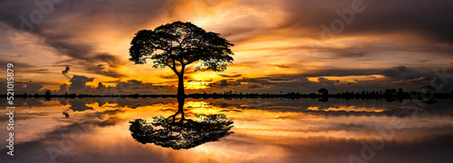 Panorama silhouette tree in africa with sunset.Tree silhouetted against a setting sun reflection on water.Typical african sunset with acacia trees in Tanzania, Africa.Wild safari landscape.