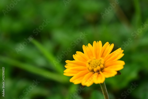 Obraz na płótnie Sphagneticola trilobata or Singapore daisy flower taken from top angle