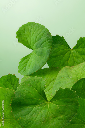 close up of herbal plant centella asiatica leaves (Gotu Kola) on green background. photo