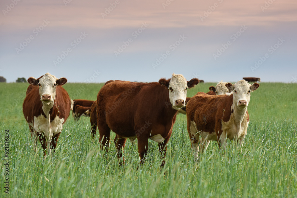 Cattle raising  with natural pastures in Pampas countryside, La Pampa Province,Patagonia, Argentina.