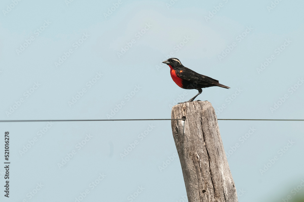 Fototapeta premium White browed Meadowlark ,Sturnella superciliaris, perched on a fence, Patagonia,Argentina