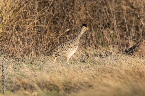 White bellied nothura, tinamou in grassland environment, Pampas, Argentina