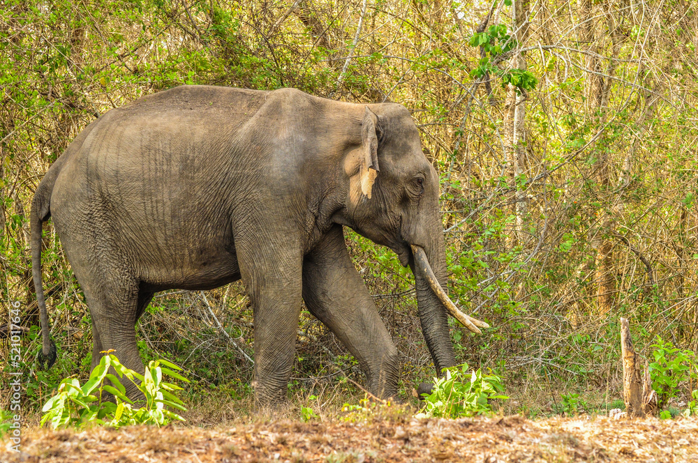 Asian elephant grazing @ forest