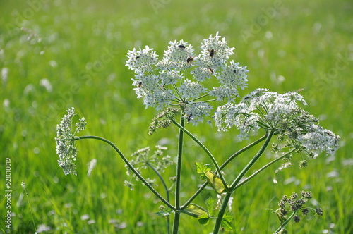 Blühende Blumenwiese