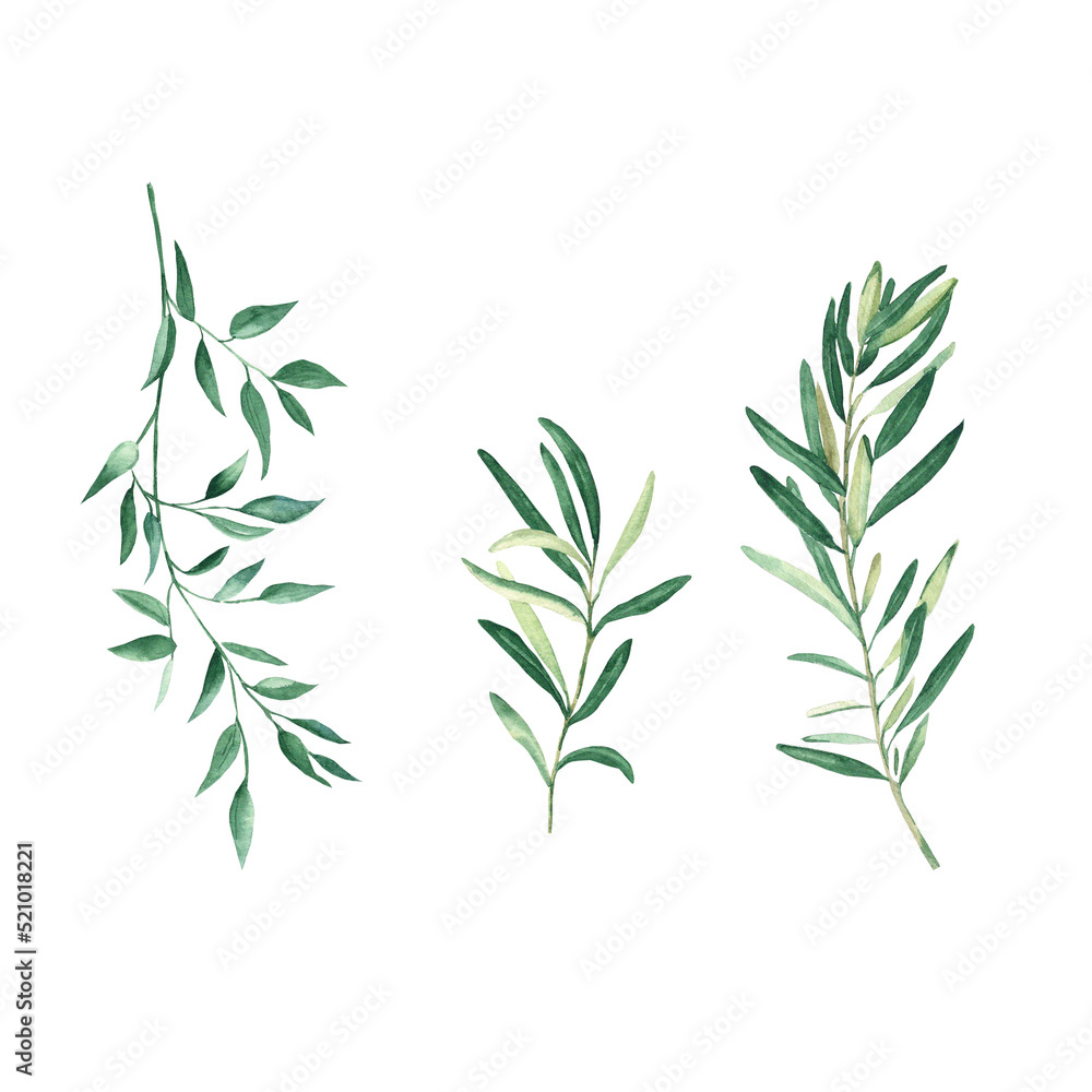 Obraz premium Green olives and pistachio branches isolated on white background. Watercolor floral set.
