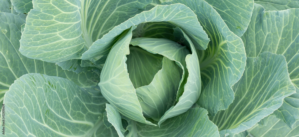 A swing of ripe cabbage with water droplets on its leaves A swing of ripe cabbage with water droplets on its leaves