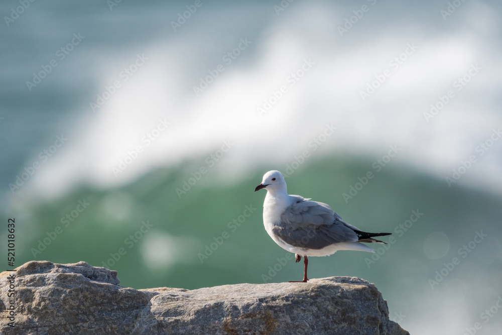 Hartlaub's gull (Chroicocephalus hartlaubii) perched on a rock with a wave breaking behind it. Hermanus, Whale Coast, Overberg, Western Cape, South Africa.