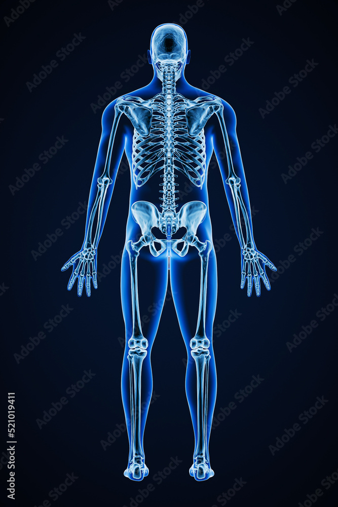 Accurate xray of posterior view of full human skeletal system with adult male body contours 3D rendering illustration. Medical, healthcare, anatomy, osteology, science concept. Accurate xray of posterior view of full human skeletal system with adult male body contours 3D rendering illustration. Medical, healthcare, anatomy, osteology, science concept.