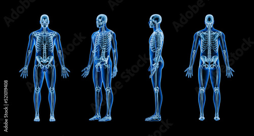 Accurate xray image of human skeletal system with adult male body contours on black background 3D rendering illustration. Anatomy, osteology, medical, healthcare, science concept.