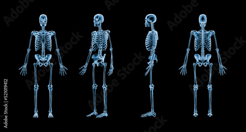 Accurate xray image of human skeletal system with adult male skeleton isolated on black background 3D rendering illustration. Anatomy, medical, healthcare, science, osteology concept.