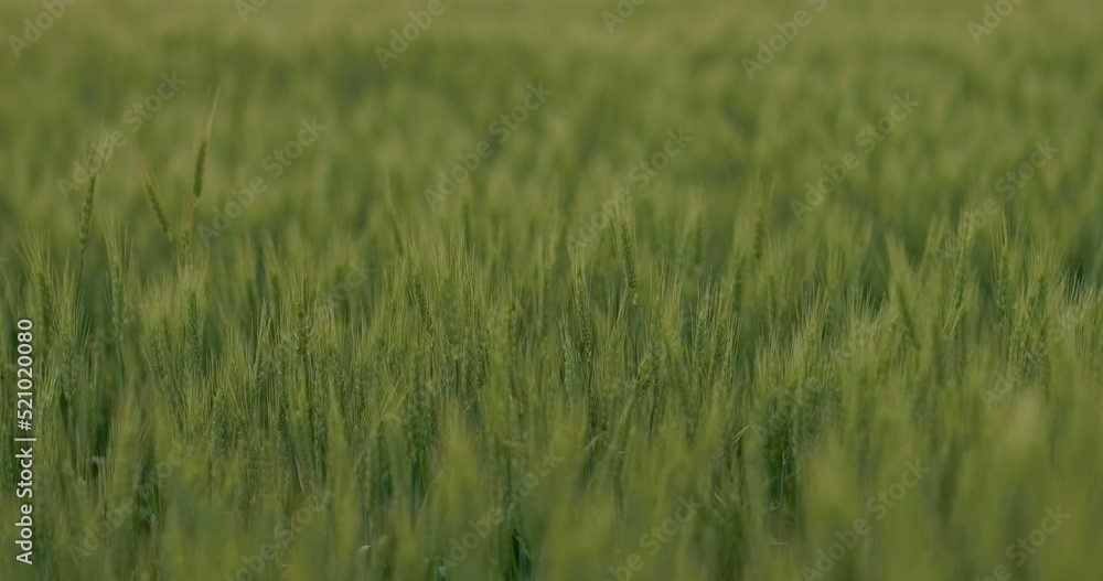 beautiful agricultural field with rye or wheat spikes in summer, growing cereals, 4K, Prores beautiful agricultural field with rye or wheat spikes in summer, growing cereals, 4K, Prores