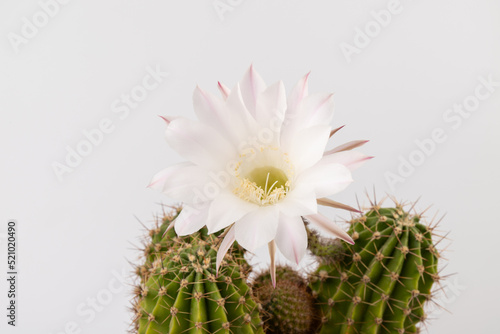 Macro close up of light pink flowers of cactus. Cactus in Bloom. Blooming cactus flower. © Olga