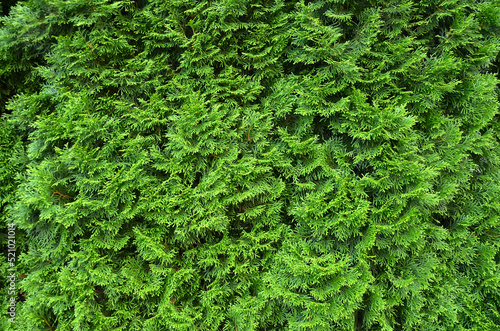 Fresh green leaves background of  evergreen white cedar. Outdoors close up photo. Landscaping and gardening сoncept