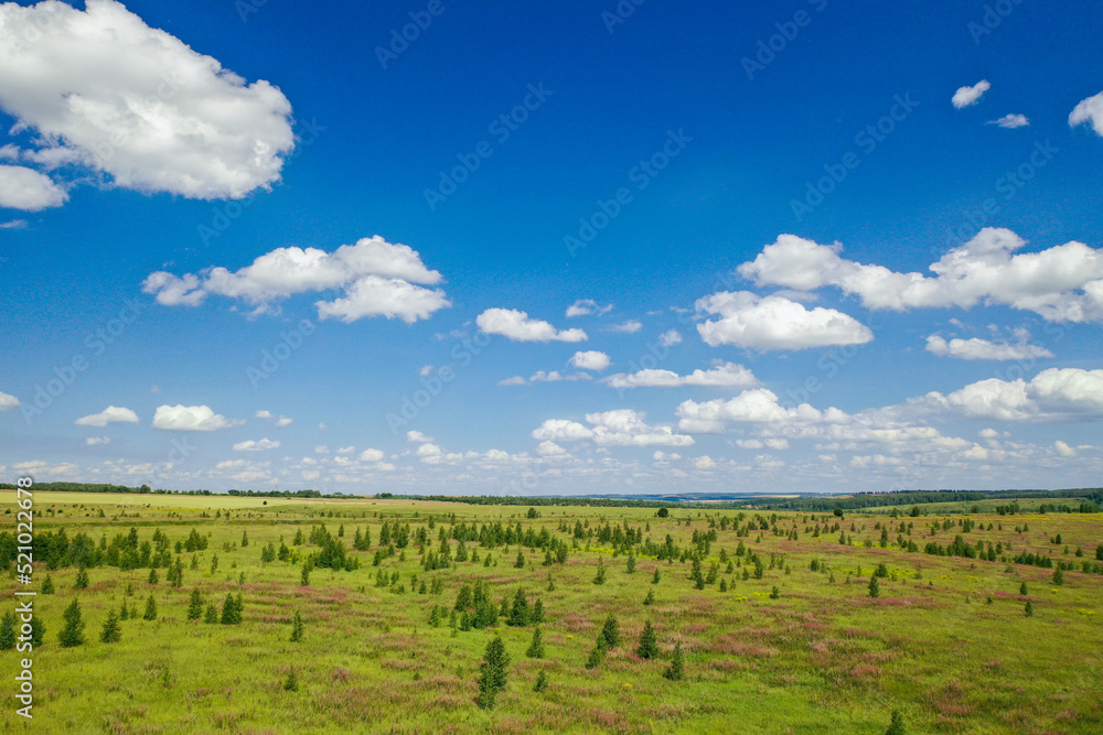 russian nature white clouds in a clear blue sky and a field with rare fir trees