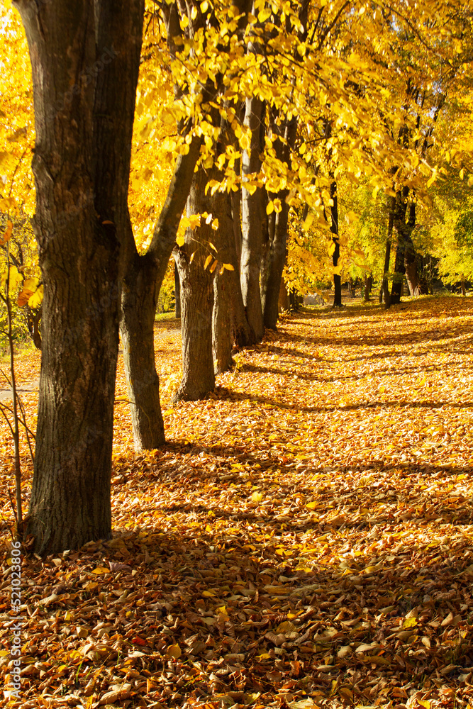 Autumn landscape in a city park, autumn in Moldova.