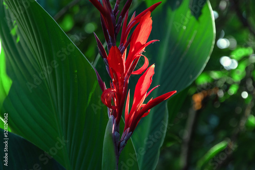 The red flower of Canna (Latin Cana). A red flower with large green leaves is a canna. The flowering of a red canna flower in the garden on a sunny day. Selective focus.